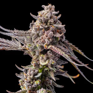 Buy Black Mamba Feminized Seeds Vienna