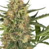 Buy Bubblegum Gelato marijuana seeds vienna
