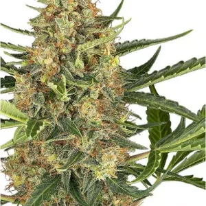 Buy Bubblegum Gelato marijuana seeds vienna