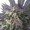 Buy Blue Dream Feminized Seeds Vienna