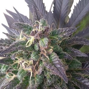 Buy Blue Dream Feminized Seeds Vienna