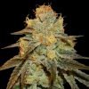Buy bruce banner Cannabis seeds vienna