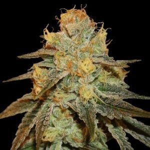 Buy bruce banner Cannabis seeds vienna