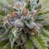buy Platinum Bubba Kush Seeds vienna