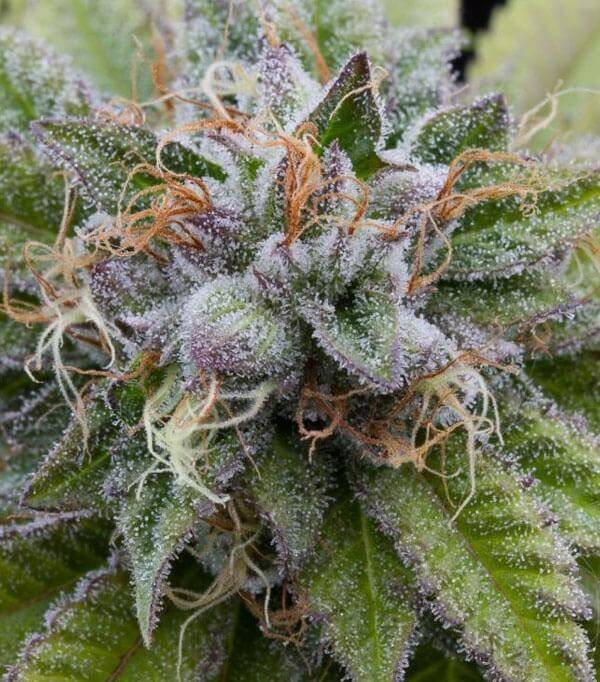 buy Platinum Bubba Kush Seeds vienna