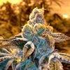 Buy Candyland Feminized Seeds vienna