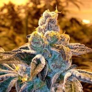 Buy Candyland Feminized Seeds vienna