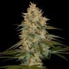Buy chocolope cannabis seeds vienna 