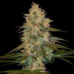 Buy chocolope cannabis seeds vienna 