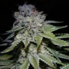 buy Great White Shark feminized Seeds Vienna