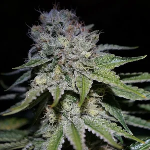 buy Great White Shark feminized Seeds Vienna