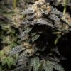 buy Monster Cookies feminized Seeds vienna