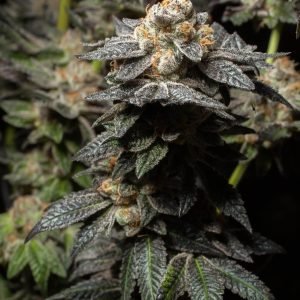 buy Monster Cookies feminized Seeds vienna