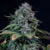 buy Chem de la Chem Cannabis seeds Vienna