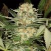  Buy Mango Feminized Seeds vienna