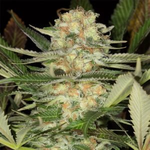  Buy Mango Feminized Seeds vienna