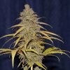 Buy Diet Durban THCV feminized seeds Vienna