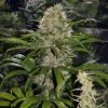 Buy Critical Mass Marijuana Seeds Vienna