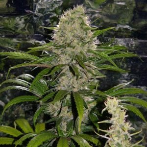 Buy Critical Mass Marijuana Seeds Vienna