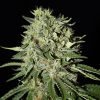 Buy Doctor Seedsman CBD Seeds vienna