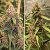 buy durban poison cannabis seeds Vienna