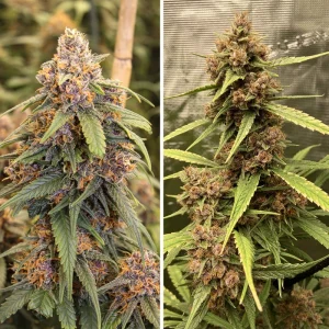 buy durban poison cannabis seeds Vienna