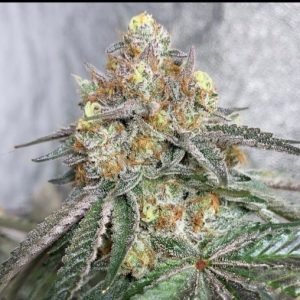Sherbanger Seeds