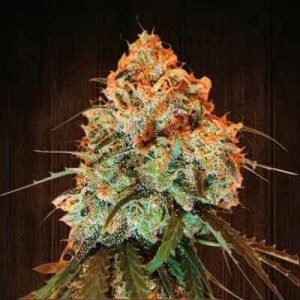 Buy Golden Tiger cannabis Seeds vienna