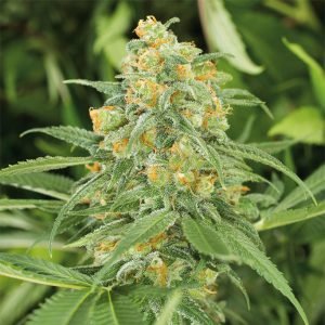 buy green crack cannabis seeds vienna