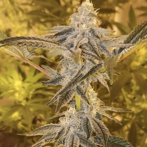 Truffle Butter Seeds