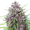 Buy Panama Red Feminized Seeds vienna