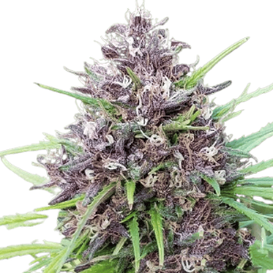 Buy Panama Red Feminized Seeds vienna