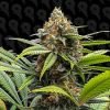 Buy F1 Durb cannabis Seeds vienna