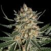 Buy Face Off OG Feminized Seeds Vienna