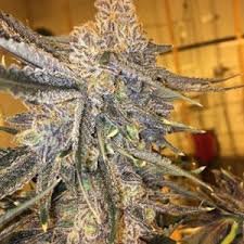 Buy donkey butter marijuana seeds Vienna