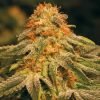 buy orange kush seeds vienna