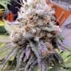 Purple Punch Seeds