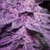 Inzane In The Membrane Seeds for sale
