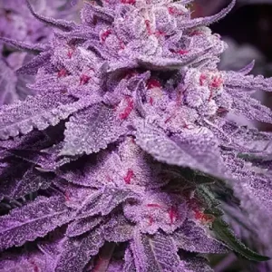 Inzane In The Membrane Seeds for sale