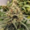 Buy jack herer cannabis seeds vienna
