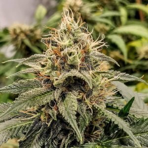 Buy jack herer cannabis seeds vienna