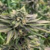 buy la confidential cannabis seeds vienna