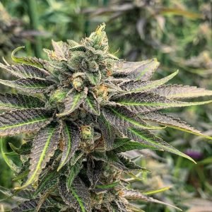 buy la confidential cannabis seeds vienna