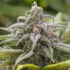 Buy maui wowie cannabis seeds vienna 