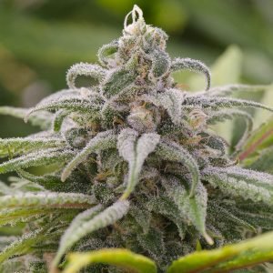 Buy maui wowie cannabis seeds vienna 