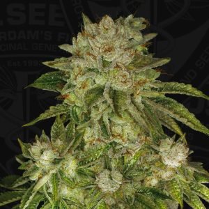 MK Ultra OG Seeds