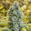 buy Moby Dick feminized Seeds Vienna