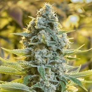 buy Moby Dick feminized Seeds Vienna