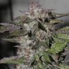 Buy blueberry Cannabis seeds vienna