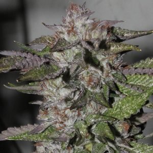 Buy blueberry Cannabis seeds vienna